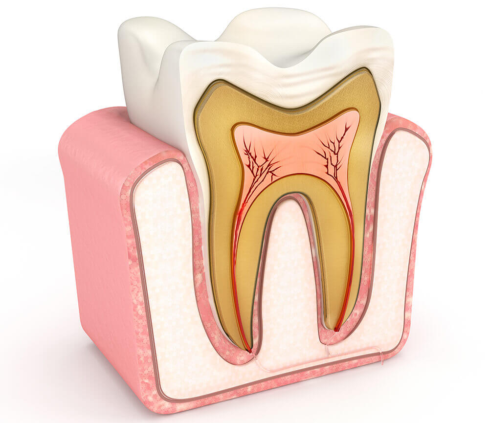 diagram of what the interior of a tooth looks like